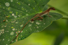 Anolis limifrons