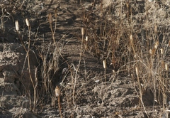 Calochortus catalinae