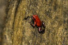 Oophaga pumilio
