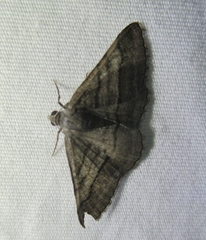 Digrammia continuata
