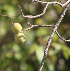 Juglans major