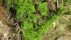 Pteridium aquilinum capense