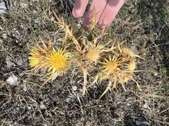 Carlina graeca