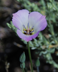 Calochortus invenustus