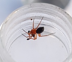 Hypomma bituberculatum