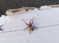 Larinioides cornutus