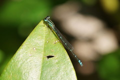Austroagrion exclamationis