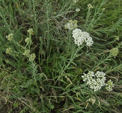 Achillea pannonica