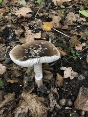 Amanita excelsa
