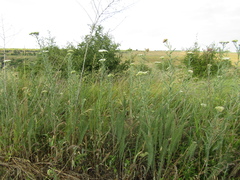 Achillea pannonica