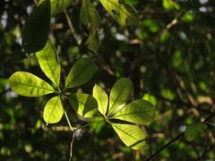 Pochota fendleri