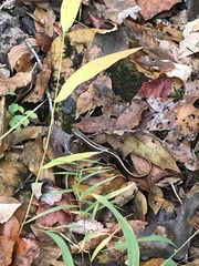 Eurycea guttolineata