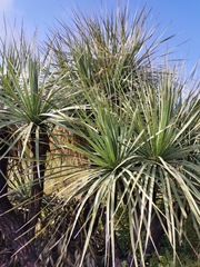 Nolineae