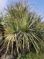 Nolineae