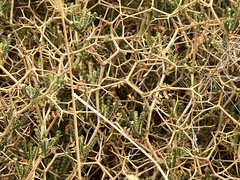 Sarcopoterium spinosum
