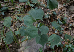 Triumfetta pentandra