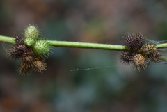 Triumfetta pentandra