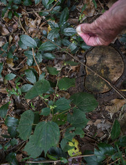 Triumfetta pentandra