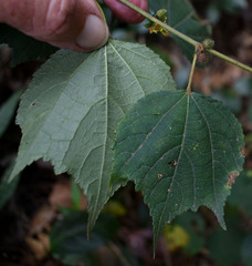 Triumfetta pentandra