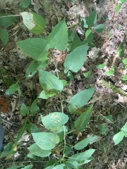 Smilax