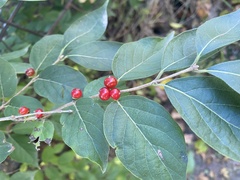 Lonicera maackii
