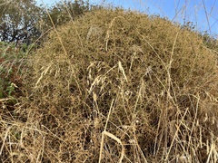 Sarcopoterium spinosum