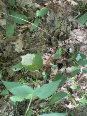 Smilax