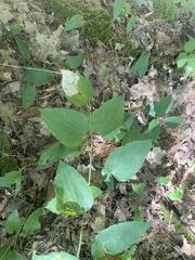 Smilax