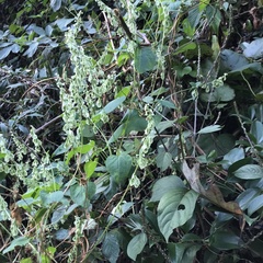 Fallopia