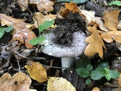 Russula cyanoxantha