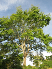 Pochota fendleri