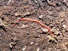 Strigamia bothriopus