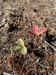 Fragaria virginiana