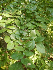 Ulmus americana