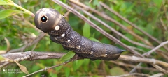 Xylophanes falco