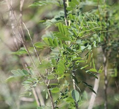 Styphnolobium affine