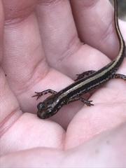 Eurycea guttolineata