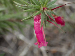 Stenanthera conostephioides