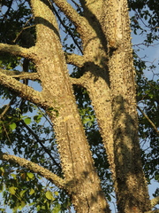 Pochota fendleri