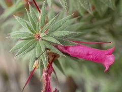 Stenanthera conostephioides