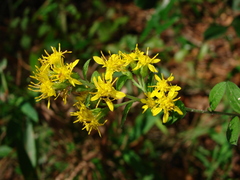 Solidago petiolaris