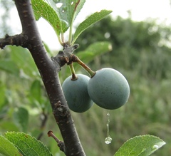 Prunus spinosa dasyphylla