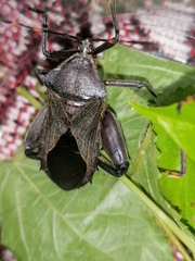 Pachylis nervosus