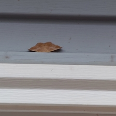 Prochoerodes lineola