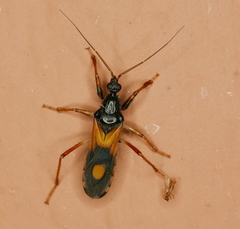 Rasahus biguttatus