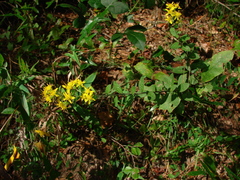 Solidago petiolaris