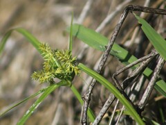 Cyperus erythrorhizos