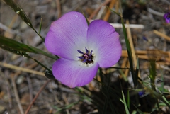 Calochortus invenustus