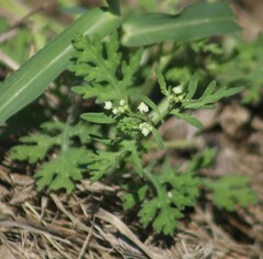 Parthenium hysterophorus