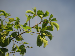Pochota fendleri